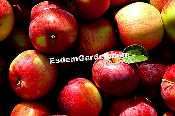 La conservación de manzanas y peras