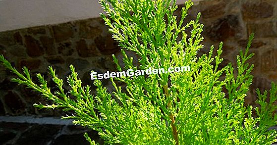 Ciprés de Lambert (Cupressus macrocarpa)