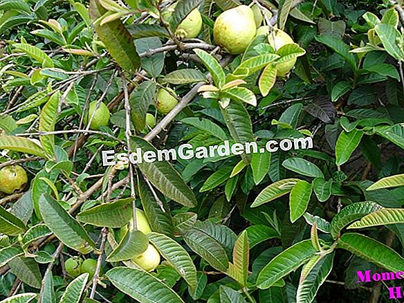 Árboles frutales para pequeños jardines