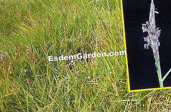Rumput Mascarene, Zoysia tenuifolia