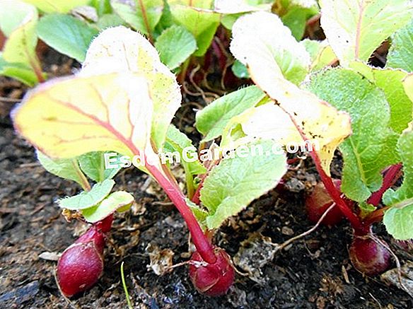 Rábano picante: plantación y cultivo