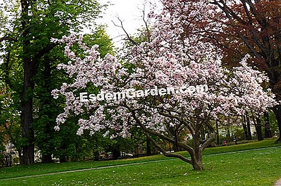 Magnolia Stellata - La Estrella Magnolia ? Todo Sobre Jardinería Y Diseño  De Jardines - 2023