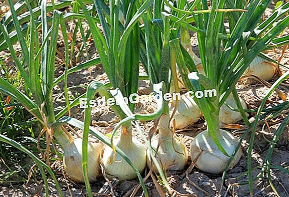 Hoja de cultivo y cosecha: 3 variedades de col rizada