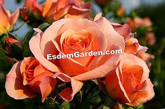 Rosier Aprikola