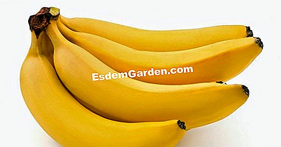 Protección de invierno de plátano