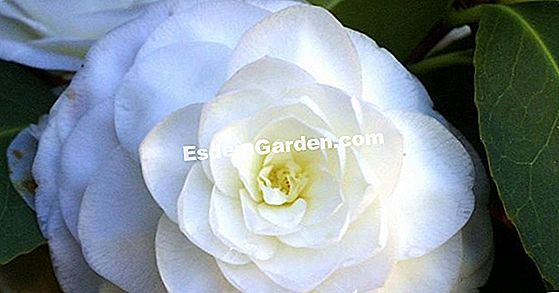 Las Camelias De Mi Jardín ? Todo Sobre Jardinería Y Diseño De Jardines -  2023