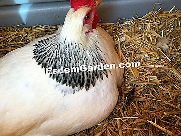 Los excrementos de gallina, un fertilizante natural y de calidad