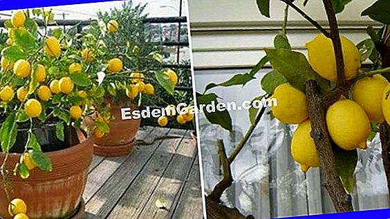 Crecer un limonero en maceta