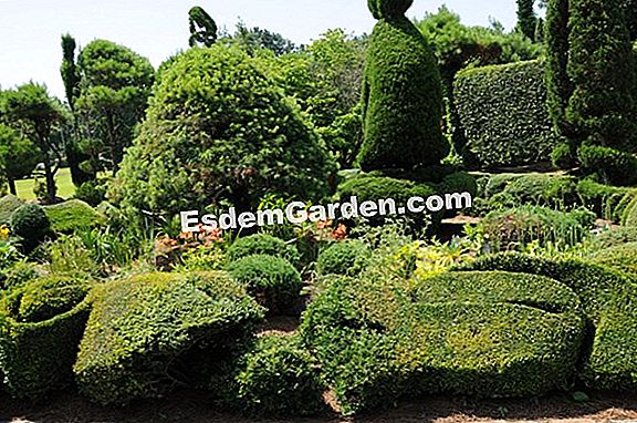 Arte de Topiary