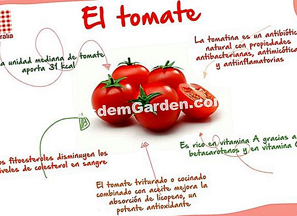 Plantando tomates