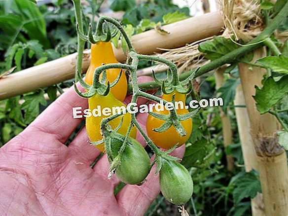 Recoge las semillas de tomate fácilmente