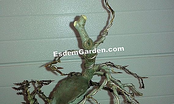 Poden bonsai caducifolio