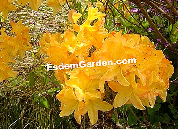 Pode la azalea decidua
