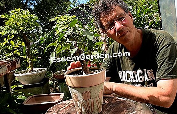 Repot bonsai