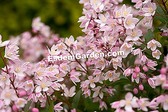 Fertilizar deutzia
