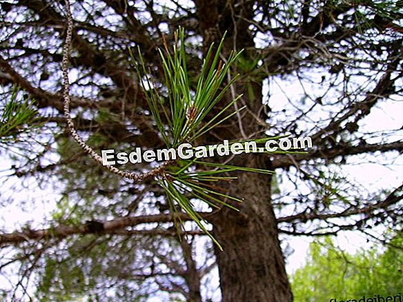 Pino de Alepo (Pinus halepensis)