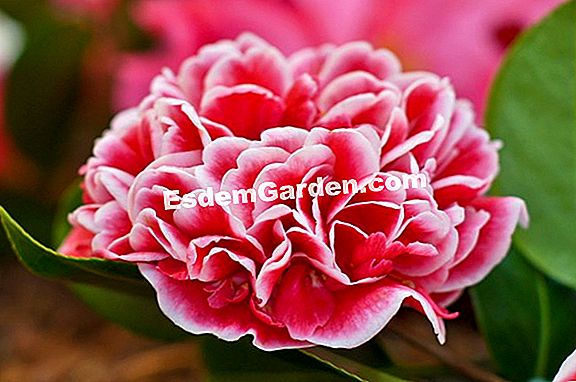 Mi Camelia Ha Fructificado. ¿Cómo Sembrar Las Semillas De Mi Camelia? ?  Todo Sobre Jardinería Y Diseño De Jardines - 2023