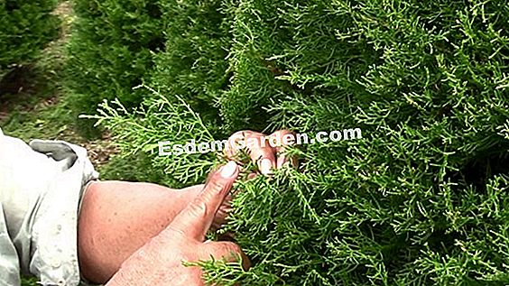 Hoja de cultivo y mantenimiento del laburnum