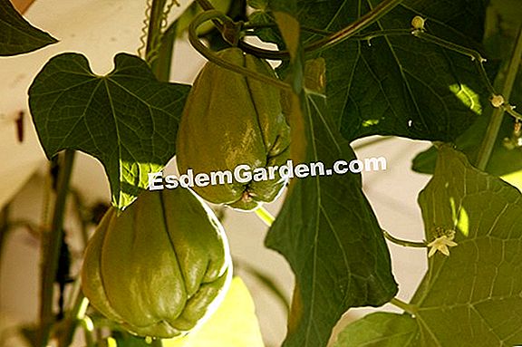 Chayotte (Sechium edule)