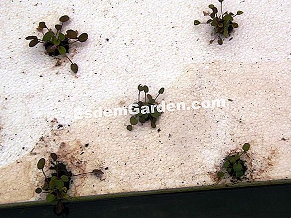 Rotación de cultivos: berro de jardín