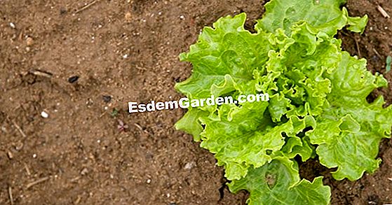 Fertilizar la lechuga