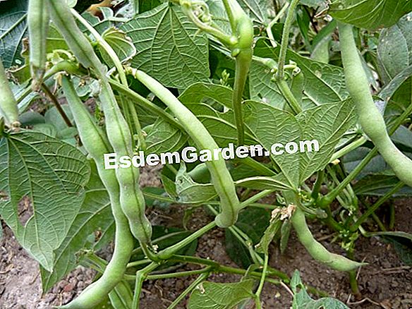 Cosecha el frijol verde enano