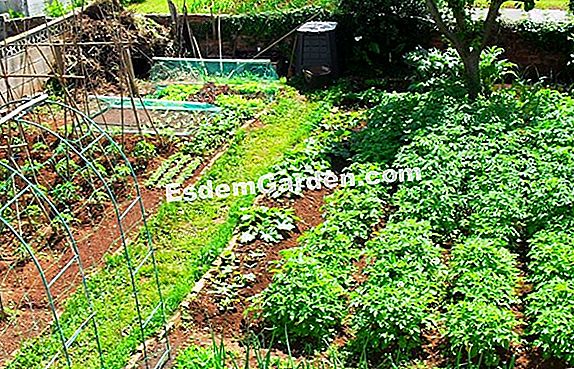 Rotación de cultivos - En suelo empobrecido - Después de remolacha, cubra el suelo con un abono verde