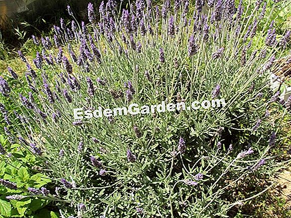 Tamaño De La Lavanda: Cómo Mantener Una Forma Hermosa ? Todo Sobre  Jardinería Y Diseño De Jardines - 2023