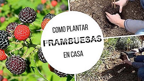 Cómo sembrar tu semilla en la casa: consejos