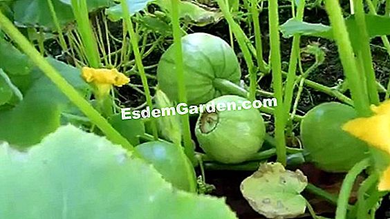 Hoja de cultivo: zehneria, planta mexicana