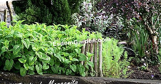 Las plantas aromáticas esenciales en el jardín