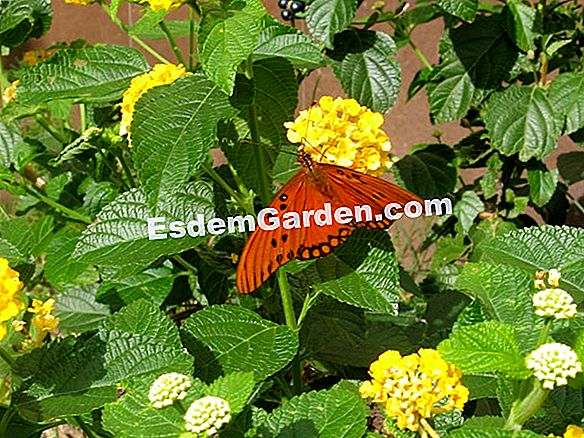 Mariposas en el jardín