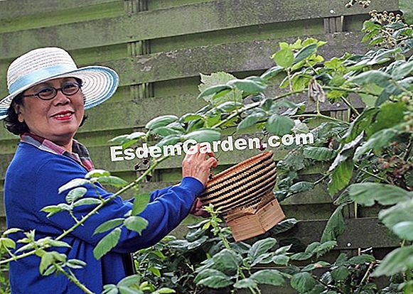  Hewan  Peliharaan  Apa Untuk Anak  Semua Tentang  Berkebun 