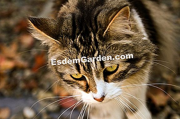 Hewan peliharaan: Obati kucing melawan kutu