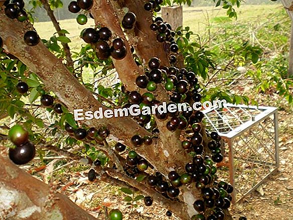 Kebun anggur Coignet, rupa eksotik