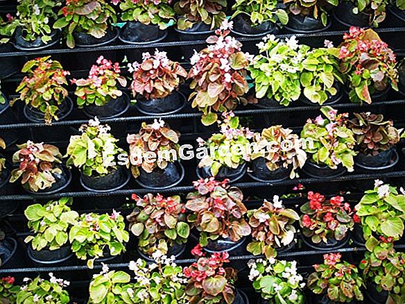 Memotong begonia berair