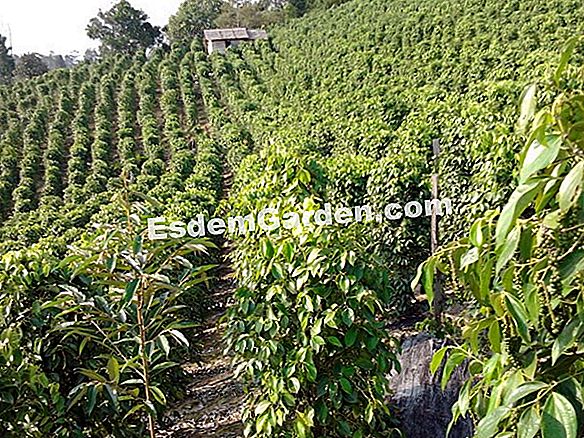 Menanam pokok plum