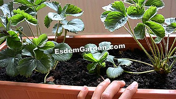 Cara menanam tanaman stroberi: tips berkebun