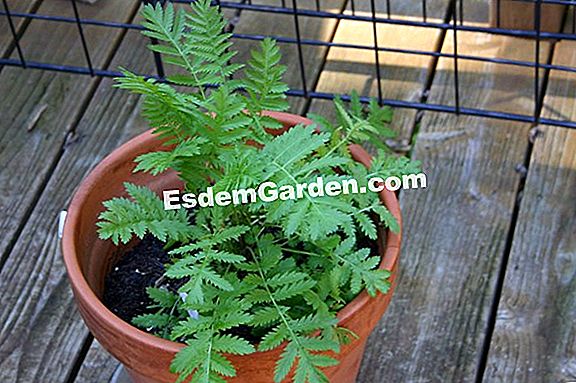 Tansy, vermifuge semulajadi