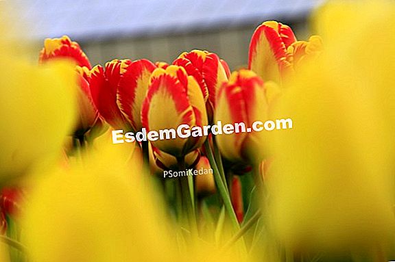 Komposisi tulip dan daffodils untuk potane atau besar-besaran