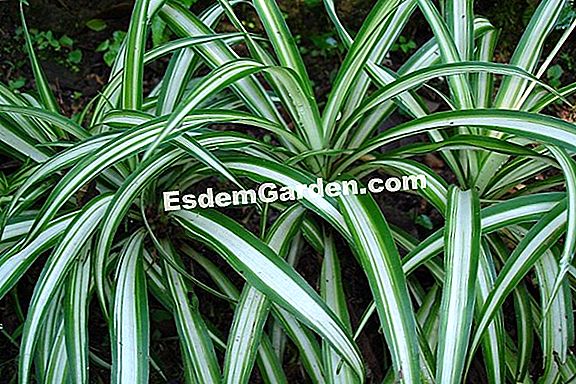 Bambu Begonia, Tamaya, Begonia Maculata: Penanaman, Budidaya 🌿 Semua  Tentang Berkebun Dan Desain Taman - 2023