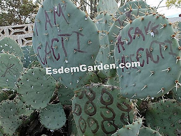 Cactus dactyl, Cocksfoot