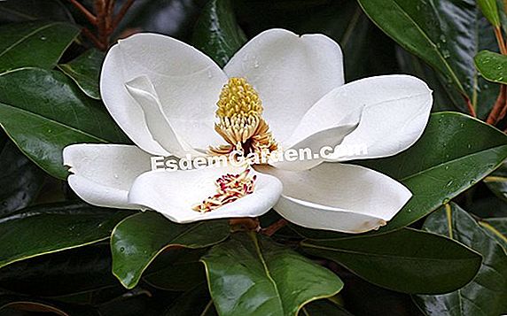Magnolia, Magnolier