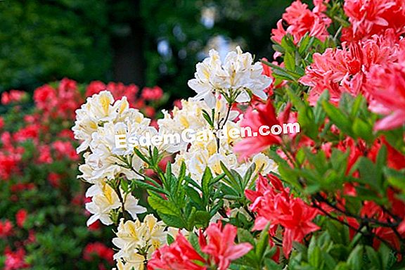Rhododendron Rhodium-banhado