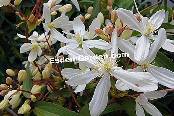 Clematis armandii, liana wangi