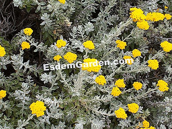 Helichrysum atau immortelle (Helichrysum)