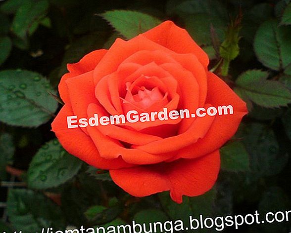 Letakkan bunga ros: di muka bumi yang cerah