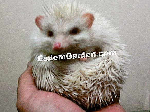 Hedgehog putih, Marrubium vulgare