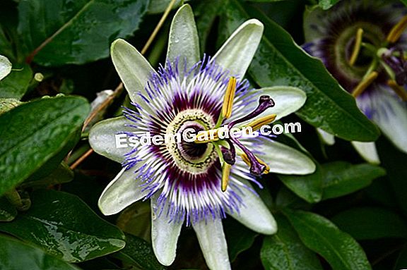 Blue passionflower (passiflora caerulea)