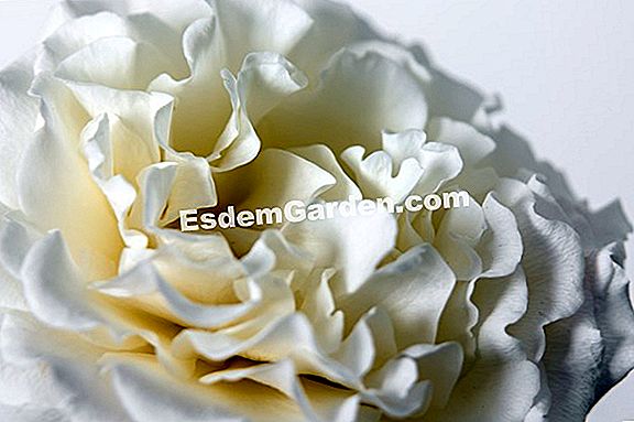 Menanam peony